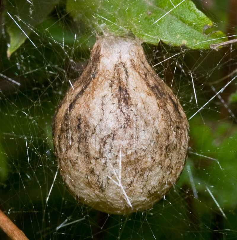Nido di Ragno! (Ovisacco di Argiope bruennichi)